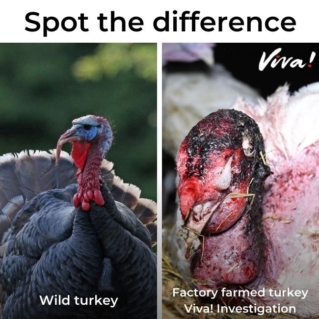 comparison off healthy turkey and severely injured and bloody turkey