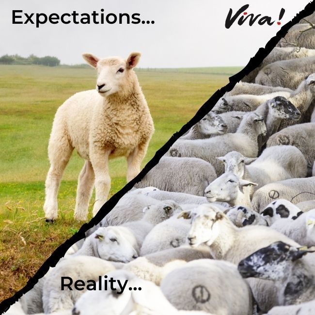 comparison between sheep in a field and crowded sheep