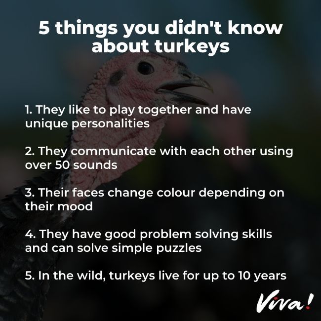 5 reasons to love turkeys