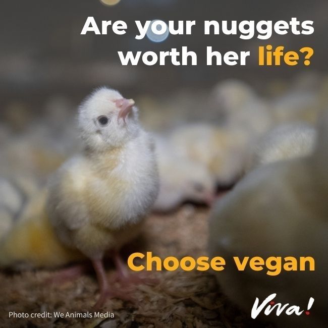 A chick on a graphic 'Are your nuggets worth her life?;