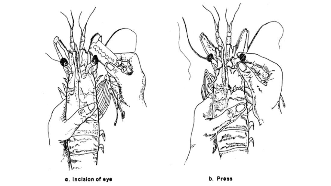 do shrimp have a brain