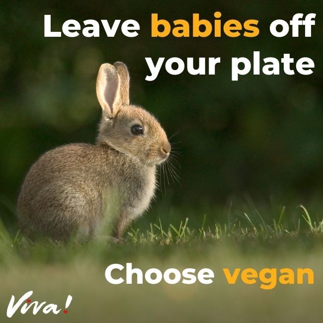 Rabbit sat in grass 'Leave Babies Off Your Plate. Choose vegan.'