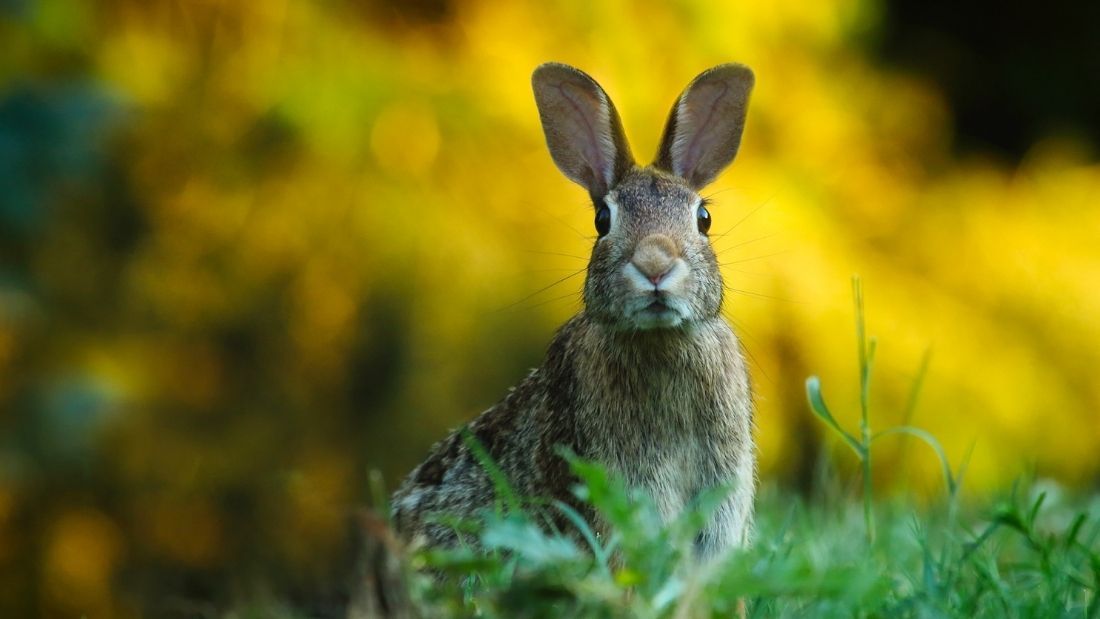 cute rabbit standing on the grass