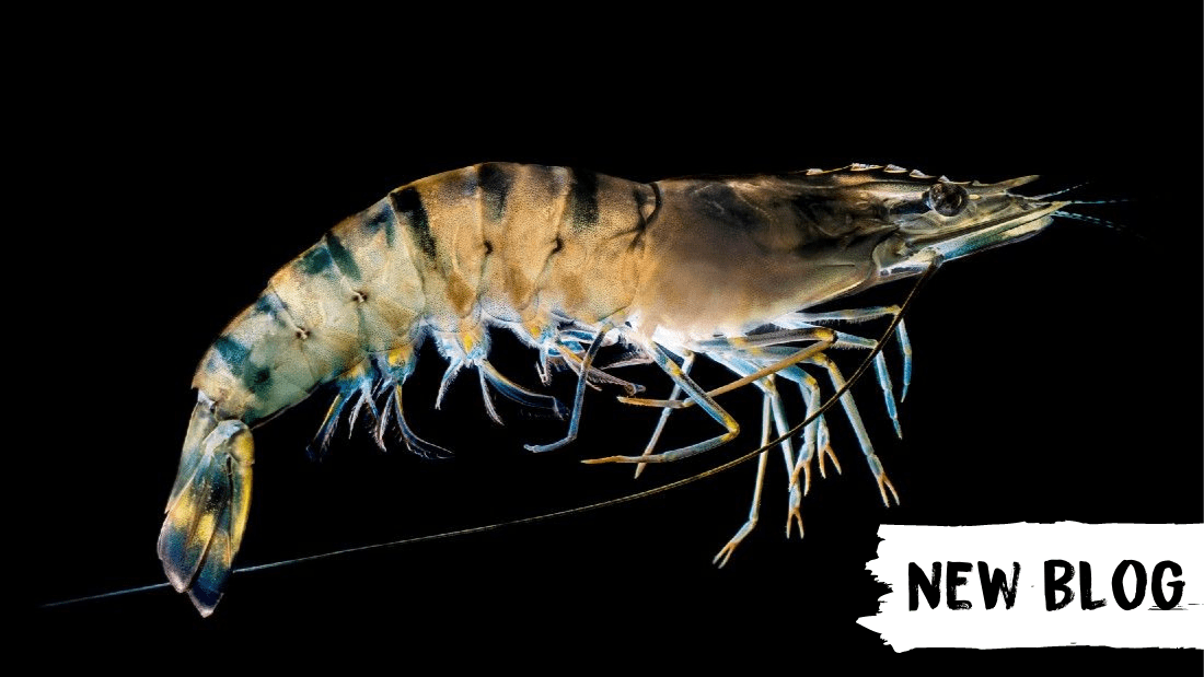 Do Prawns and Shrimp Feel Pain? - Blog