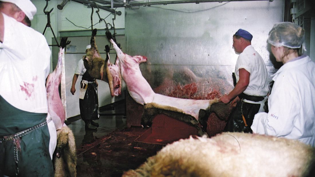 slaughterhouse workers skinning a sheep