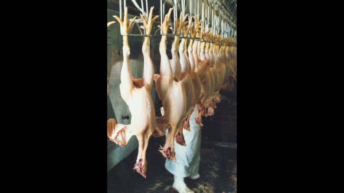 slaughtered chickens hanging upside down