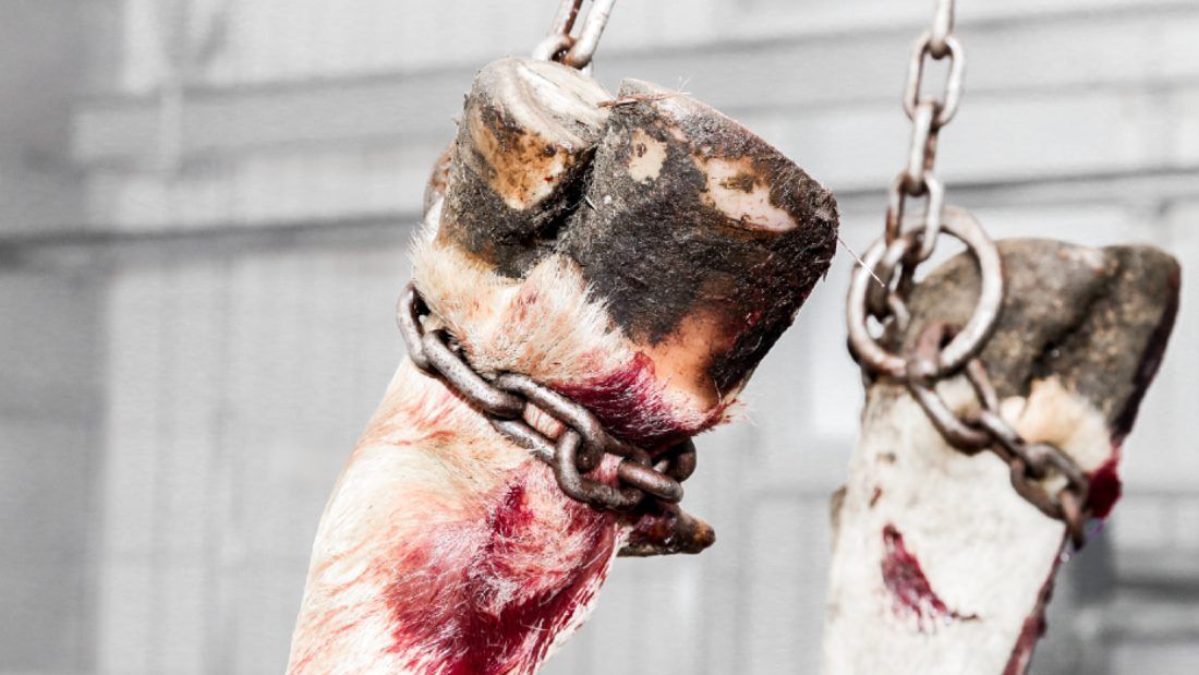 close up of cows legs shackled upside down