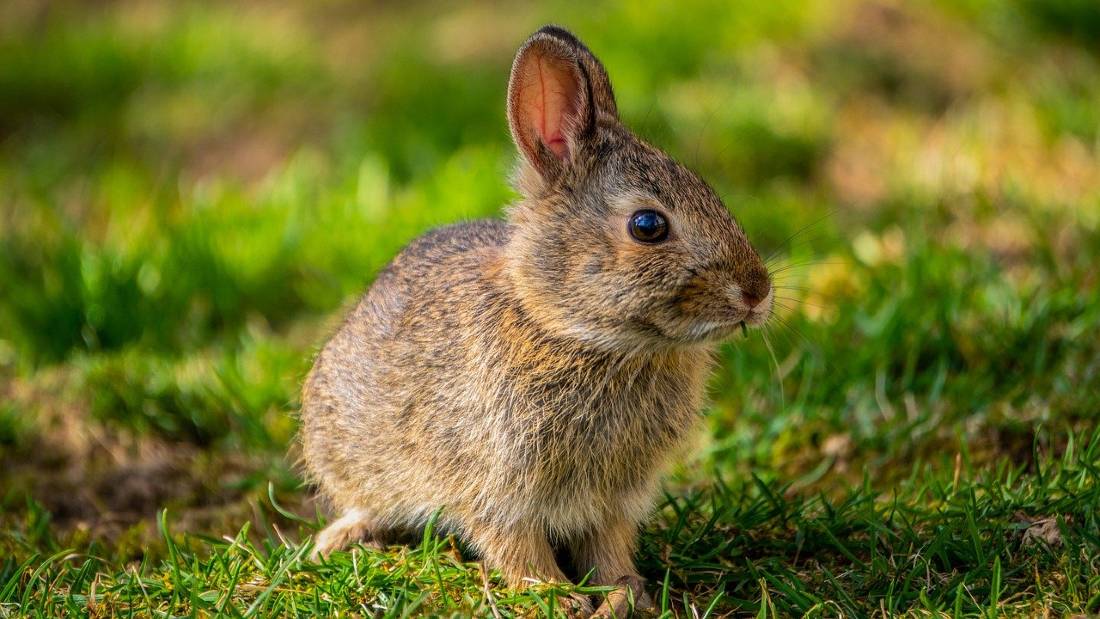 cute rabbit standing on the grass