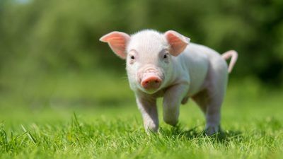 cute piglet standing on grass