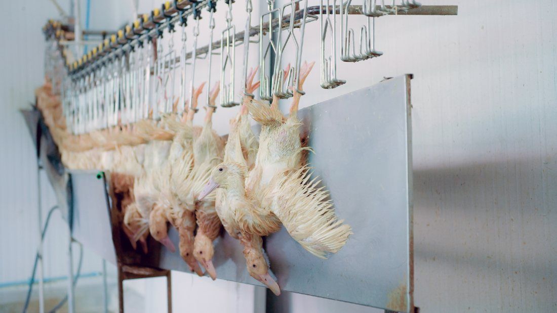 ducks hanging upside down being processed through the slaughterhouse
