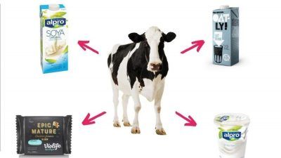 cow surrounded by dairy alternatives