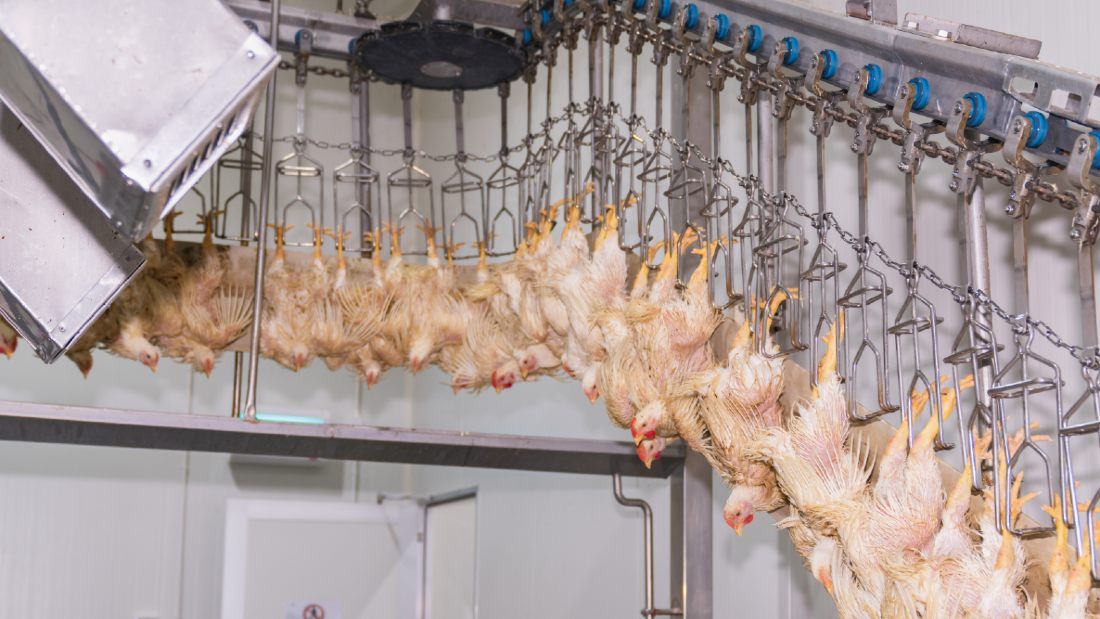 chickens being processed through a slaughterhouse hanging by their feet upside down