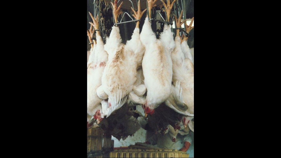 slaughtered chickens hanging upside down
