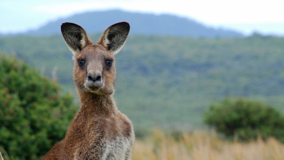 psicología Huelga Progreso Viva! Backs Hollywood Film Exposing Nike Kangaroo Slaughter - Blog | Viva!  The Vegan Charity