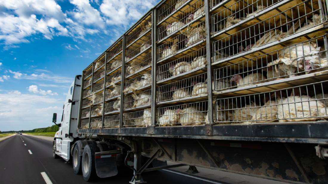 low angle and rear view of a transportation turkey truck on the roads, lot of white turkeys in cages, The process of transporting poultry from the farm to the slaughterhouse.