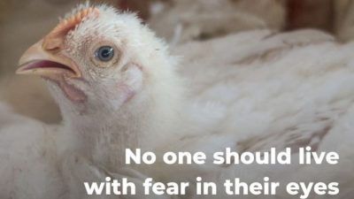 broiler chicken with words 'no one should live with fear in their eyes'