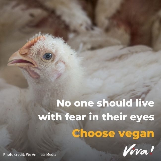 Image shows a chicken and says no one should live with fear in their eyes 