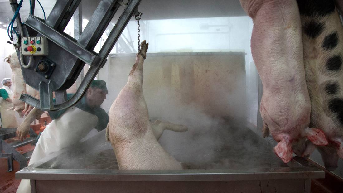 pig being scolded in water to remove hairs