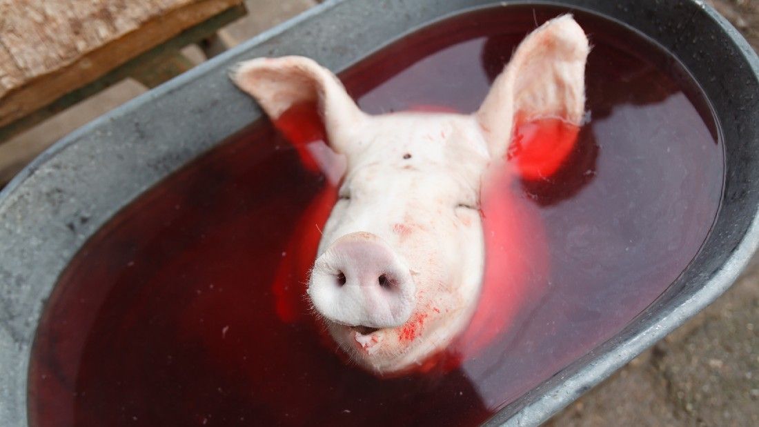 pig's head in a bath of bloody water