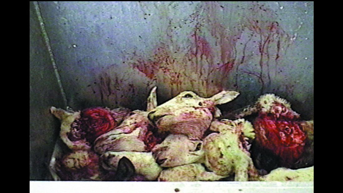 pile of decapitated sheep heads