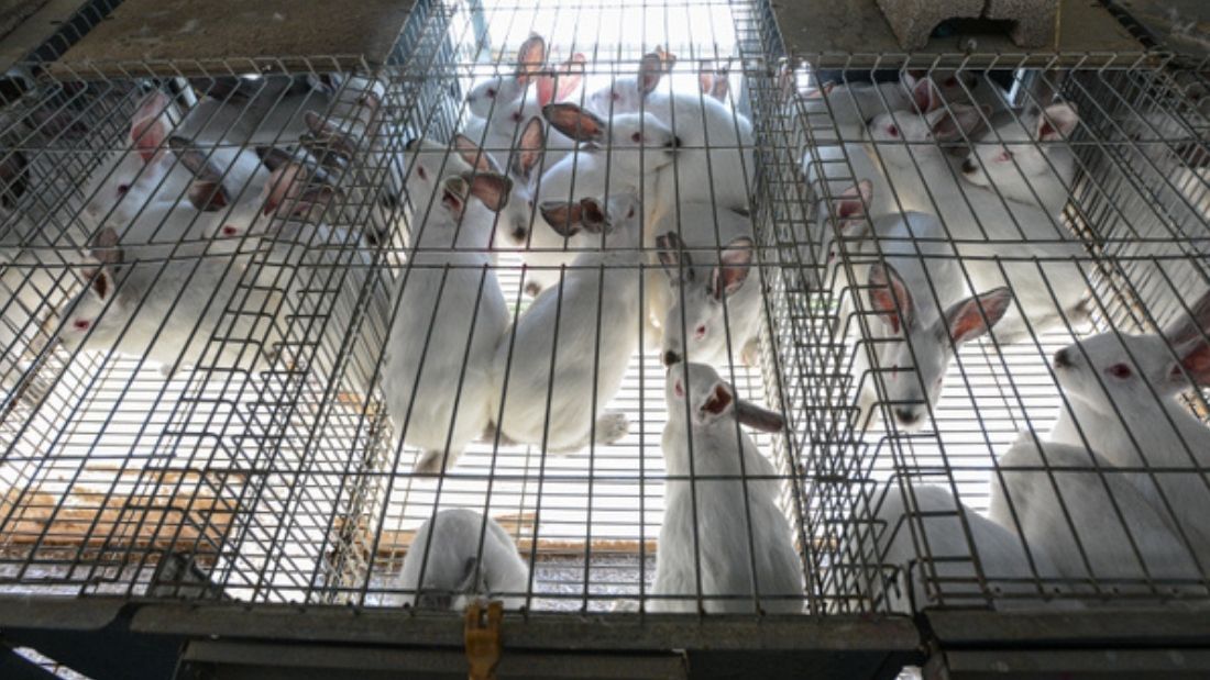 Industrial farming of rabbits Jo-Anne McArthur - Animal Equality
