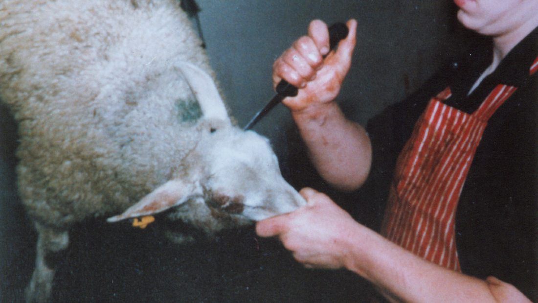 sheep being stabbed in the side of their head