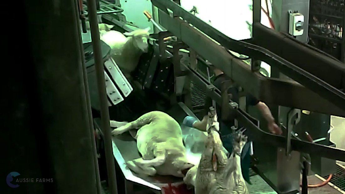 sheep on slaughter line conveyor belt