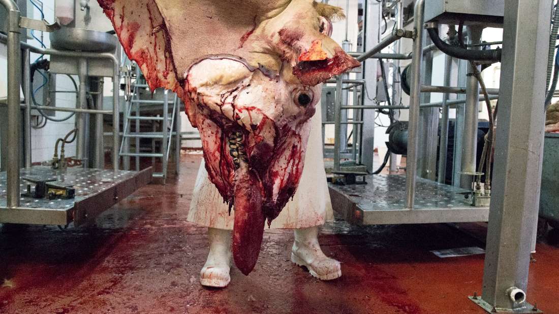 slaughtered skinned cow with tongue lolling out of it's face