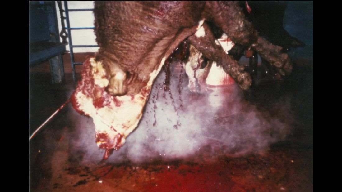 cow with cut throat bleeding out