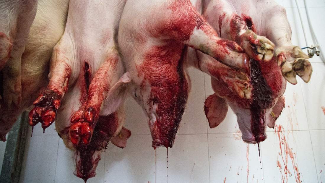 line of slaughtered pigs bleeding