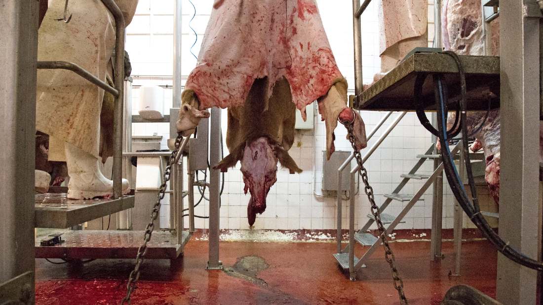 a slaughtered chained up cow being skinned