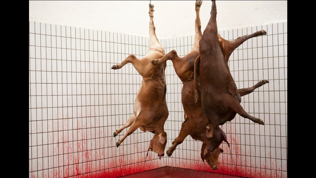three slaughtered cows hanging upside down