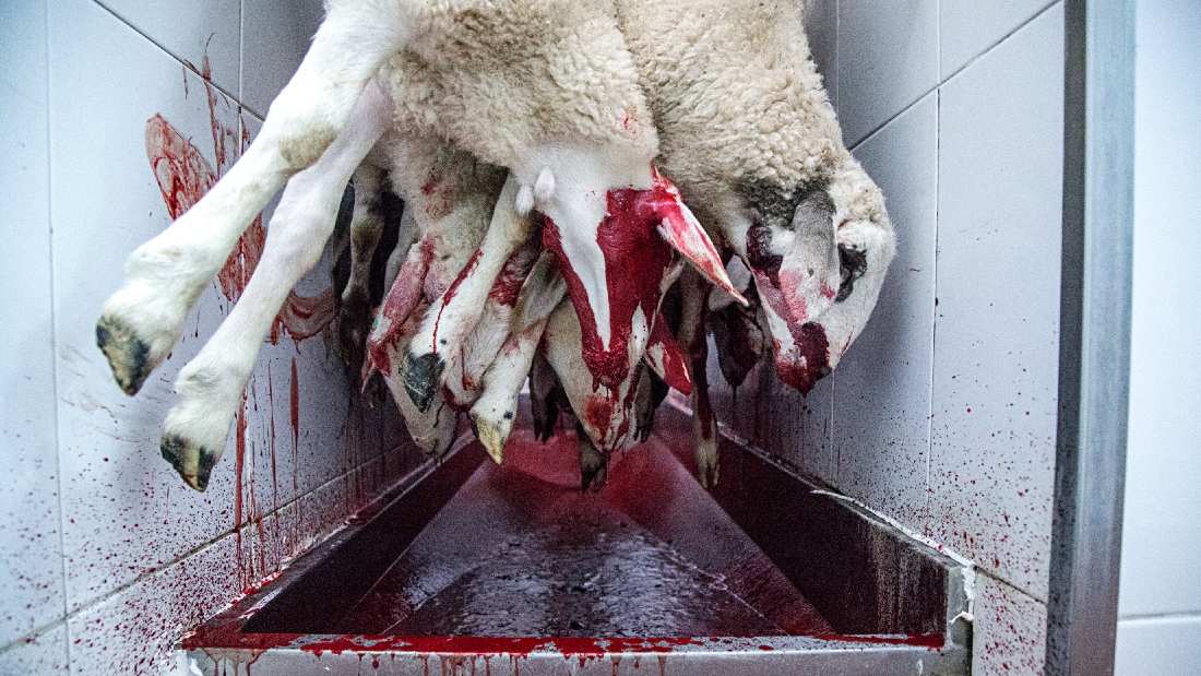 line of lambs with cut necks bleeding out