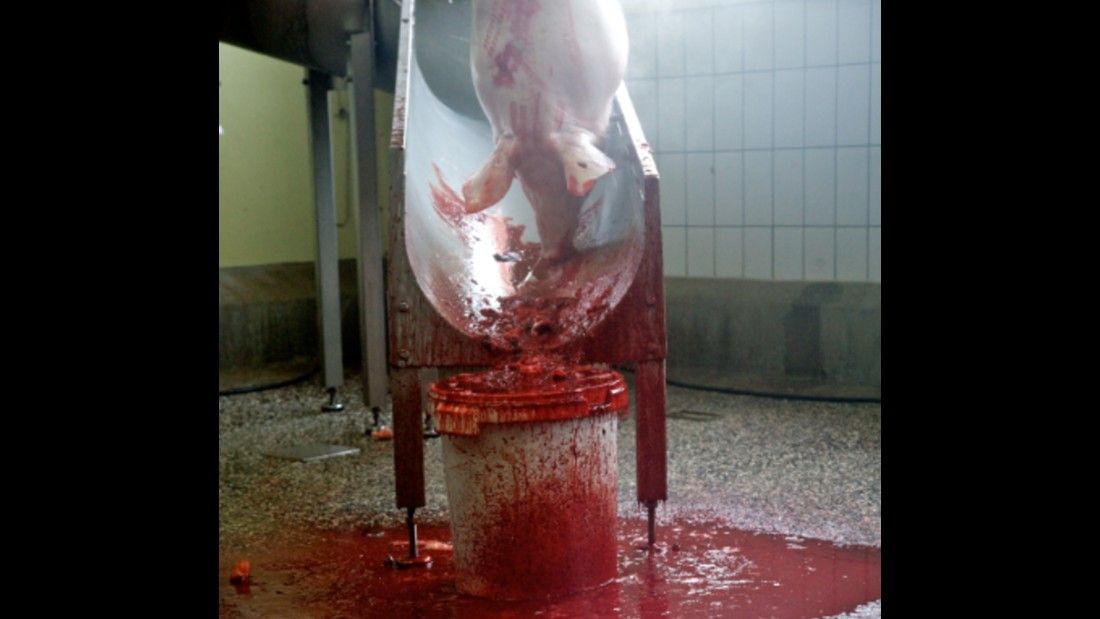 slaughtered pig hanging upside down above a trough leading into a bucket