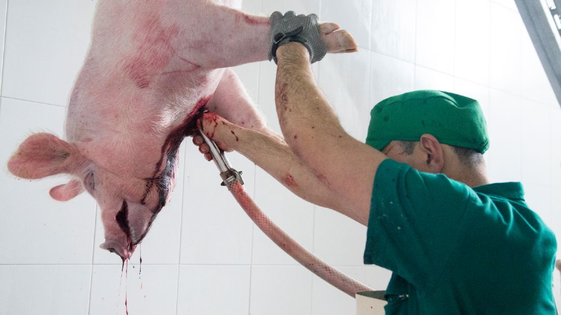 slaughterhouse worker sticking a pig