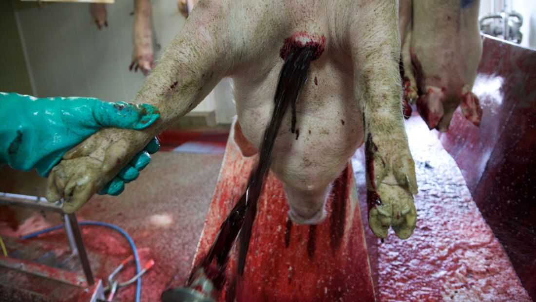 pig with blood hushing out of his or her neck