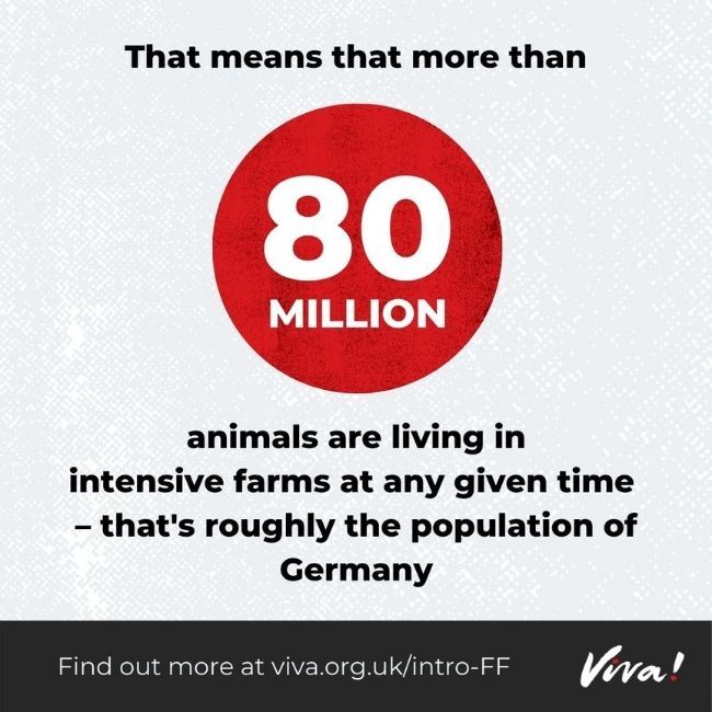 80 million animals in intensive farms infographic
