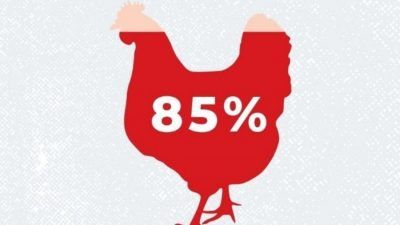 85% chicken farming infographic