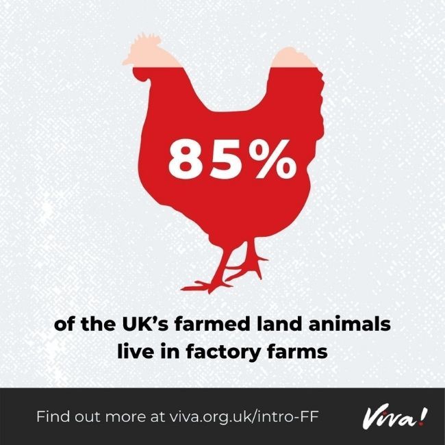 85 per cent of farmed land mammals in factory farms infographic