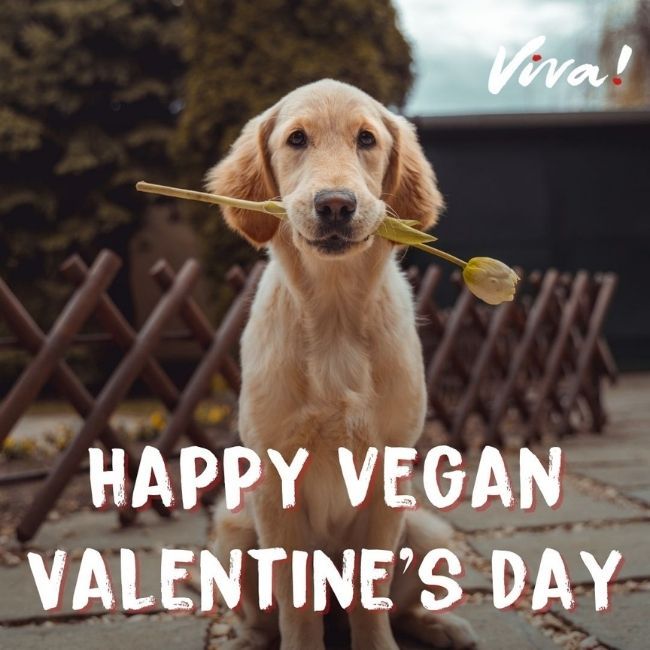 Dog holding a rose. Happy vegan valentines day