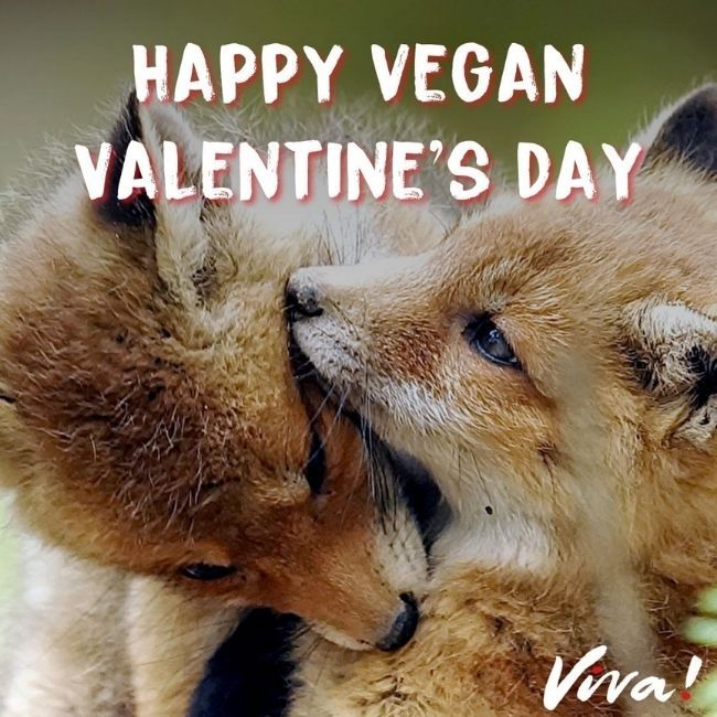 Two fox cubs. Happy vegan valentines day. 