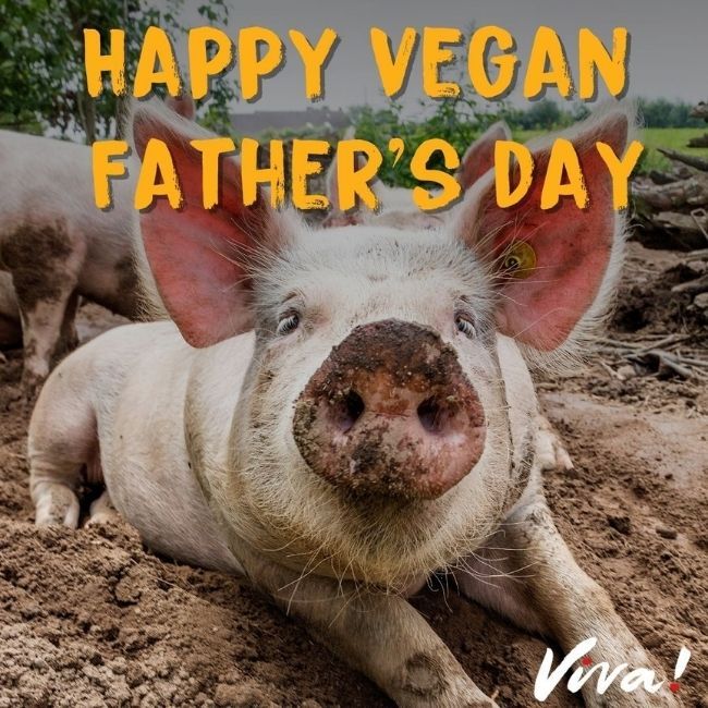 Happy vegan father's day - pig