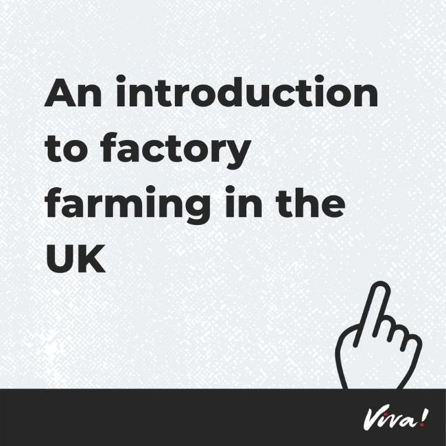 An intro to factory farming