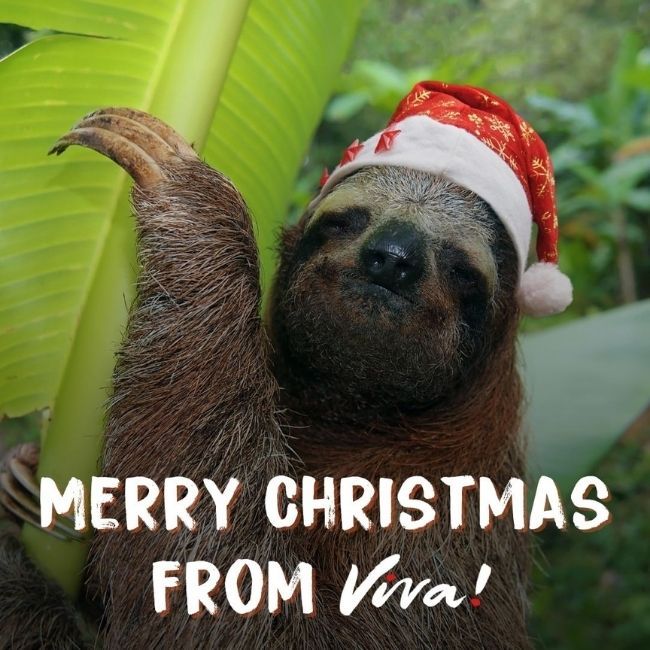 Merry christmas sloth