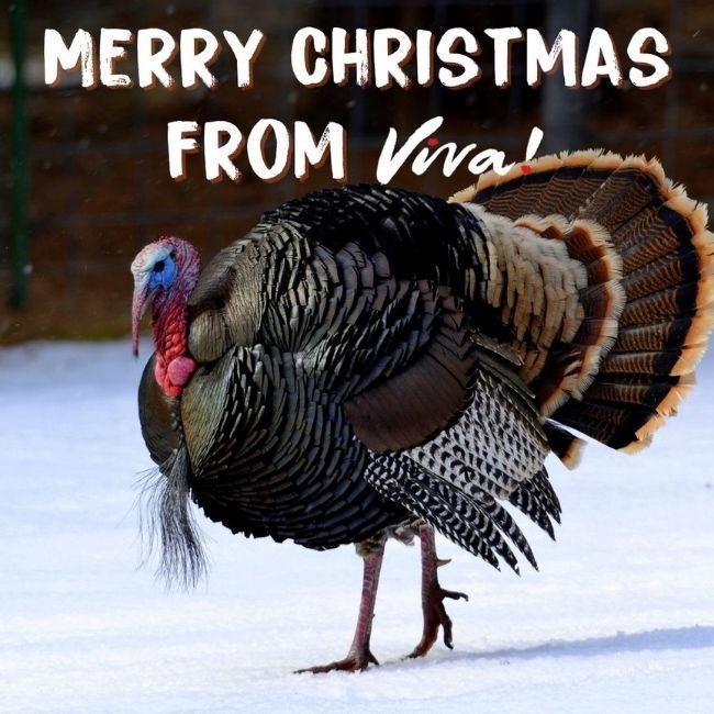 Merry christmas turkey