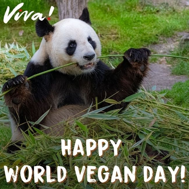 Panda eating bamboo. Happy world vegan day