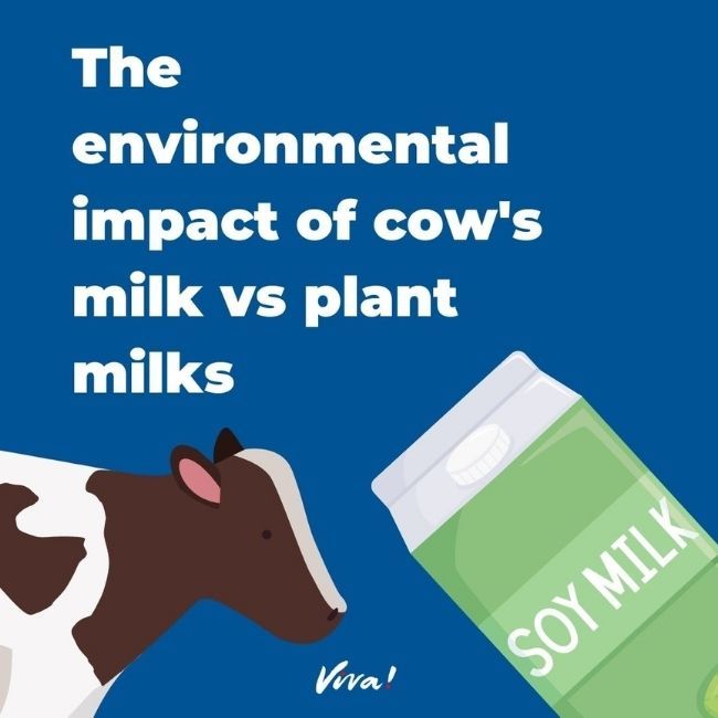 The-environmental-impact-of-cows-milk-vs-plant-milks