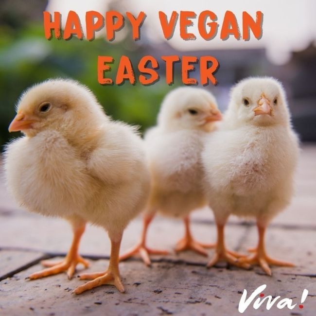 three chicks - happy vegan easter