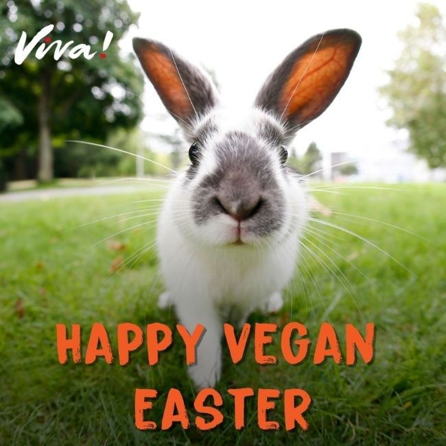 Rabbit - Happy Vegan Easter