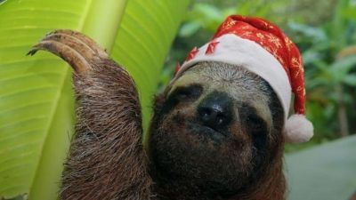 sloth in christmas hat